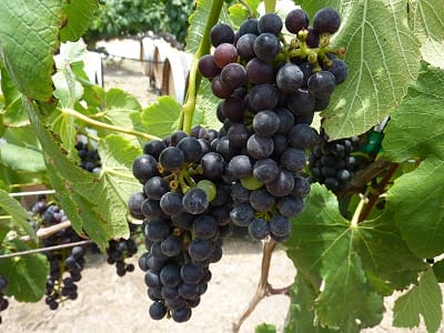Messina Hof private tasting - Black Spanish grape
