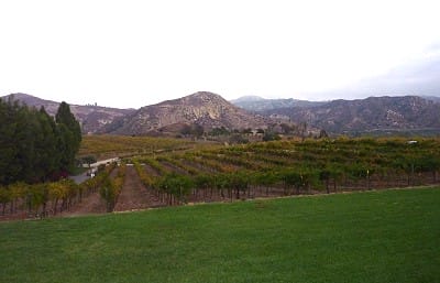 Orfila - vineyards