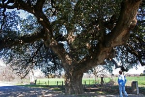 San Saba - Wedding Oak tree