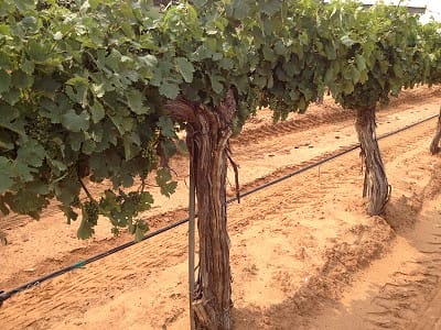 30 year old Chenin Blanc vines at Pheasant Ridge