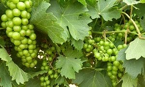 High Plains Vineyards - grapes