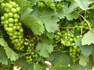 High Plains Vineyards - grapes