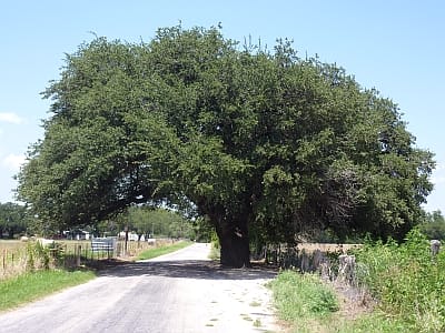 Wedding Oak Winery - tree
