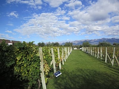 Vineyard at Alta Vista