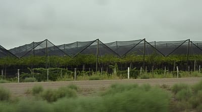 Canopies over vineyard