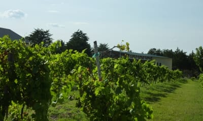 Moravia Vineyard & Winery - vineyard