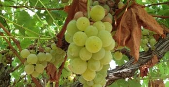Paradox - grapes on vine