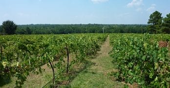 Kiepersol - vineyard