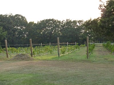 Crump Valley - vineyard