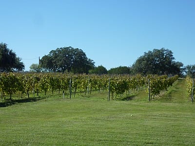 Stone House - vineyard