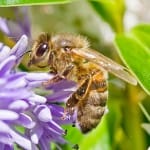 Help the Honeybees!