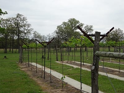 Whistling Duck Winery - vineyard