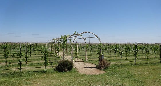 CapRock Winery vineyard