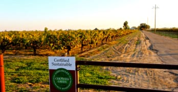 Over 20,000 acres in the Lodi AVA are Lodi Rules certified; such as Dave Devine’s pristinely cultivated LDL Vineyards Zinfandel, located on the gentle slopes of Lodi’s Clements Hills AVA