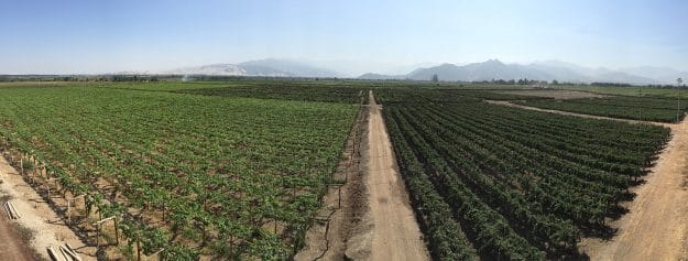 Vineyards at Tacama with Andes mountains in the background