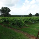 Mason ISD is Leading the way in Teaching Viticulture