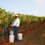 Texas Fine Wine Predicts 2015 Harvest to be Banner Year