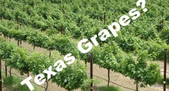 Texas Grapes?