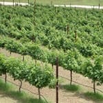 24th Annual Gulf Coast Grape Grower Field Day is Coming