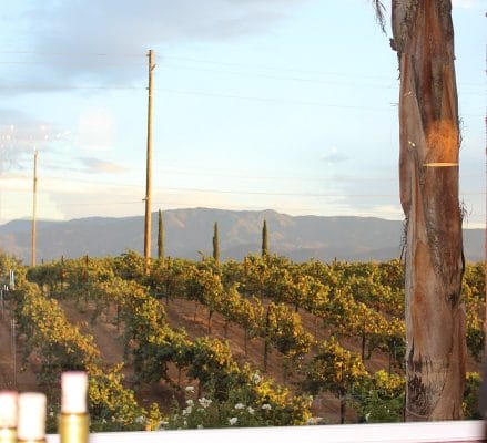 Vineyards of Carter Estate Winery and Resort