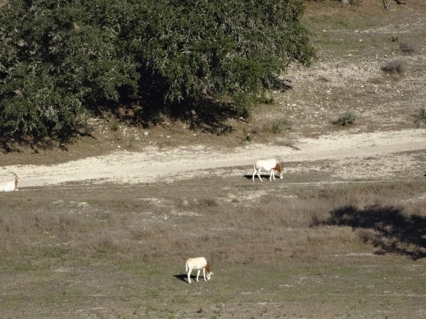 Scimitar Hill Vineyards oryx