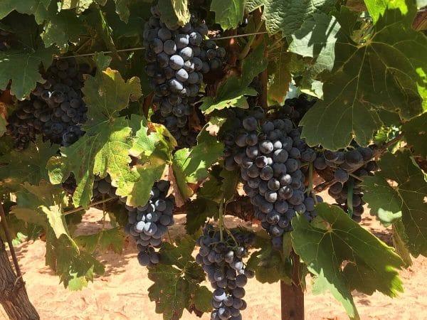 Buena Suerte Vineyards grapes