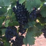 High Plains Vineyard Visits during Harvest