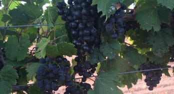 Newsom Vineyard grapes