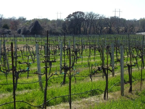 La Buena Vida Vineyards at Springtown vineyard