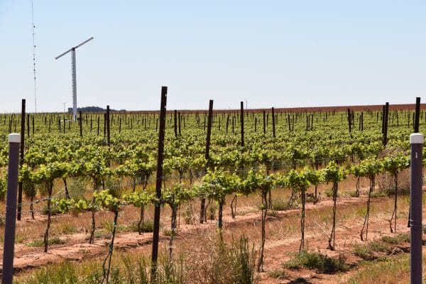 High Plains grapes with windmill
