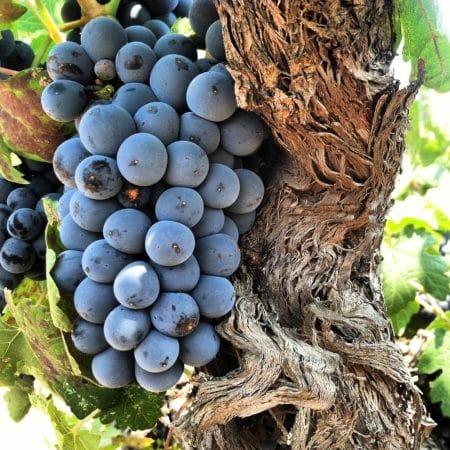 Mourvedre grapes photo credit Hardy Wallace of Dirty & Rowdy