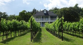 4R Ranch vineyard