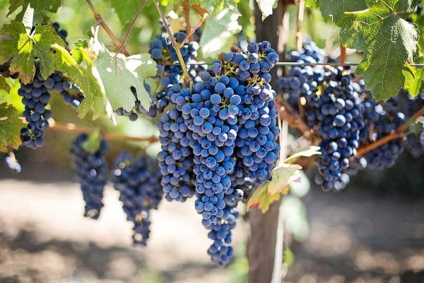 Perissos vineyard grapes