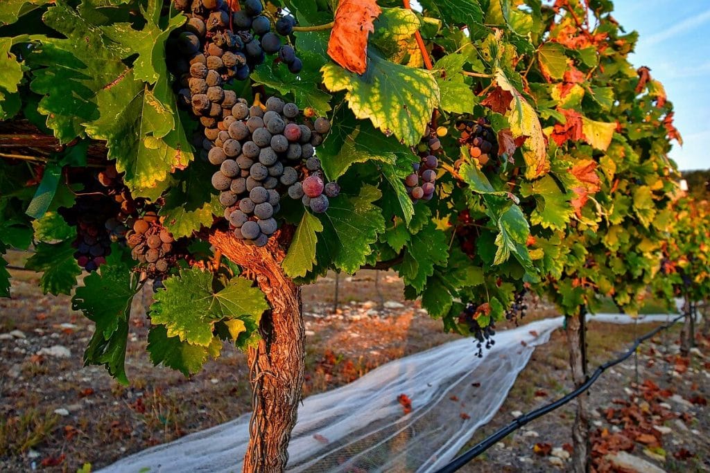 Grenache, ready for harvest at Hawk's Shadow Winery