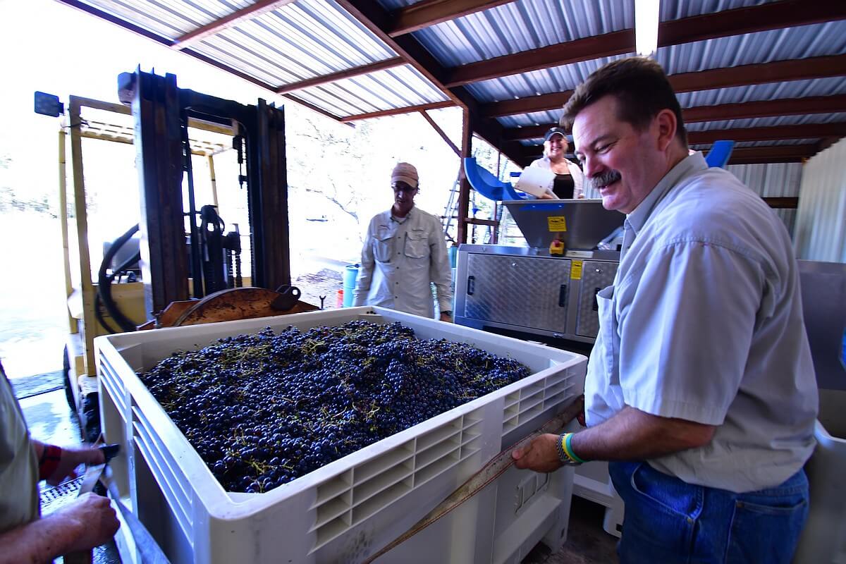 Chip Concklin securing the grape harvest to the forklift for a gravity-fed delivery to the destemmer