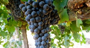 Durif grapes
