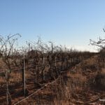 Pruning is the Key to it All at Canada Family Vineyard