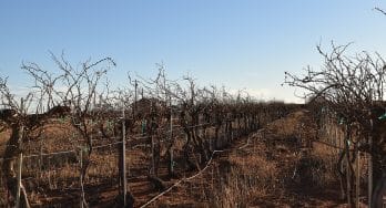 Canada Family Vineyard vines needing pruning