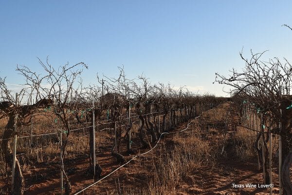 Canada Family Vineyard vines needing pruning