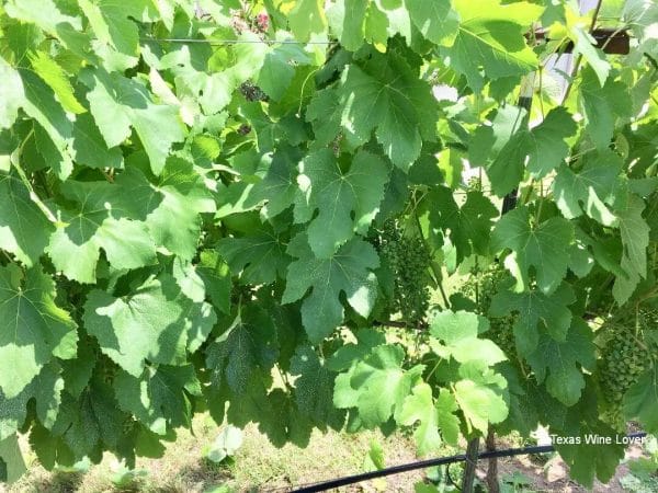 4.0 Vineyard Sunny Side Leaves Remain