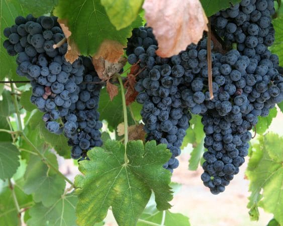 Messina Hof grapes