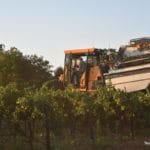 Texas High Plains Grape Harvest Going Strong