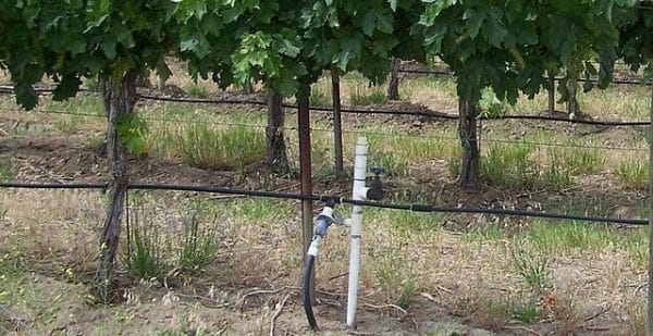 Above ground drip irrigation tubes provide the necessary water to grow grapes on the Texas High Plains
