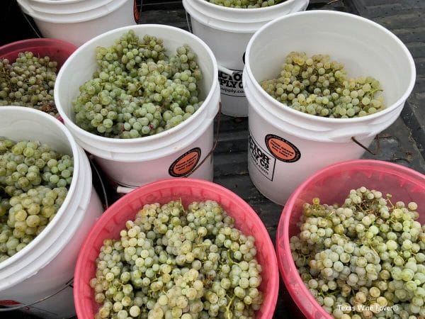 Square Cloud Winery grape harvest