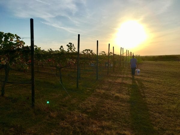 Pedernales estate harvest at Kuhlken Vineyards