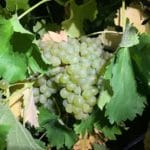 Sauvignon Blanc: The Versatile White Wine That Created Cabernet Sauvignon
