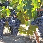 Carter Creek Winery Resort & Spa to Plant 7 Acre Vineyard of Pierce’s Disease Resistant Vines