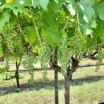 Less Recognizable Grape Varieties in Texas and Their Unfamiliar Pronunciations