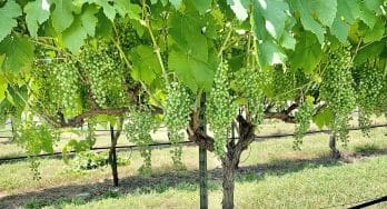Texas Hill Country vineyards are well on their way to a productive harvest in vintage 2020