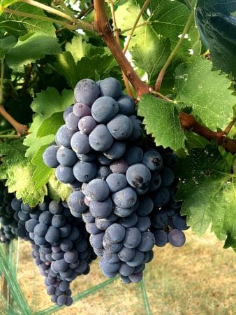 Carignan grapes nearing harvest ripeness in Kuhlman Cellars estate vineyard – Texas Hill Country